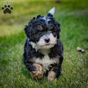 Diesel, Mini Bernedoodle Puppy